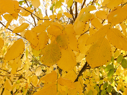 Kentucky Yellowwood Tree Seeds | American Yellowwood | (Cladrastis kentukea)