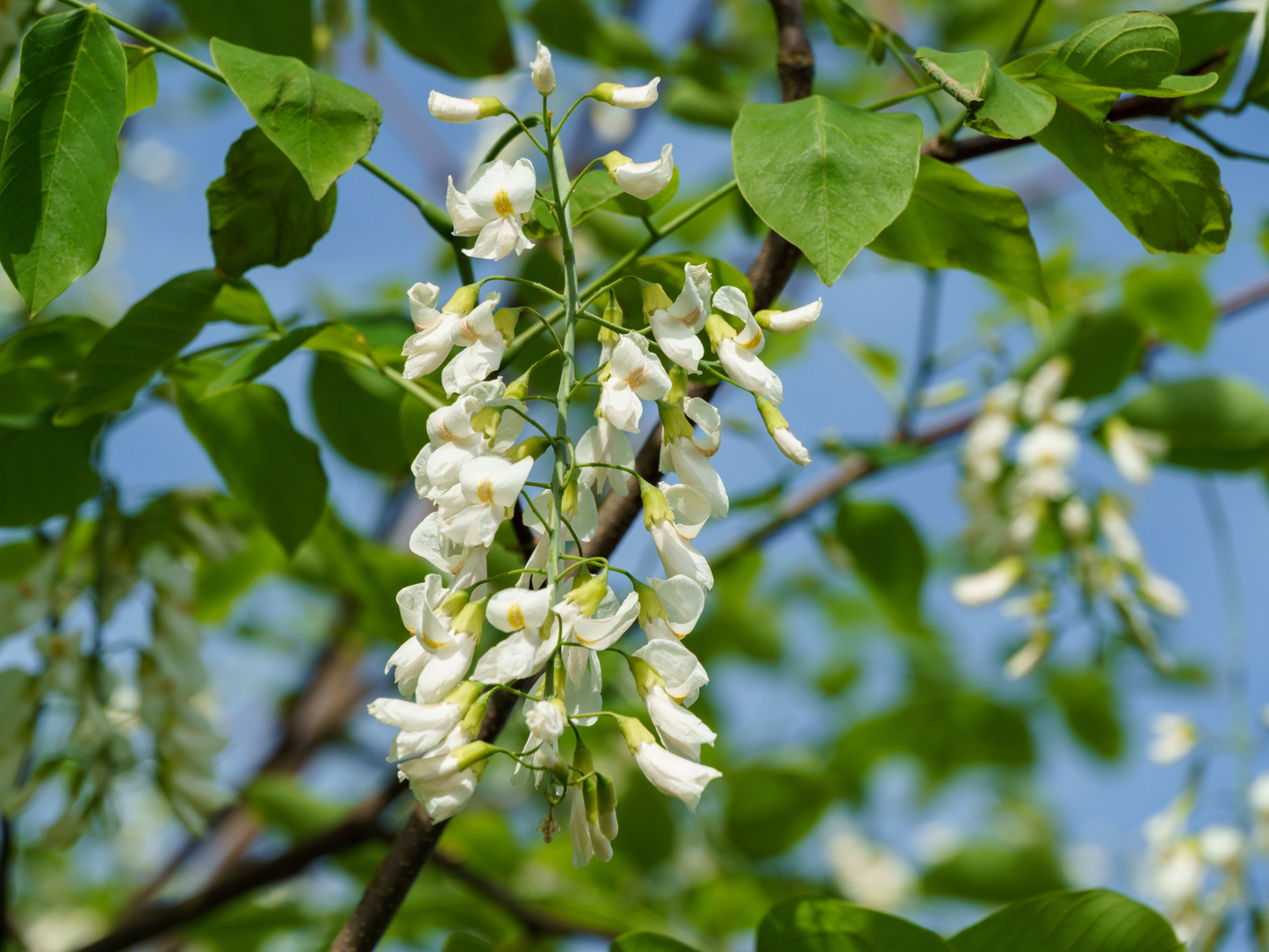 Kentucky Yellowwood Tree Seeds | American Yellowwood | (Cladrastis kentukea)
