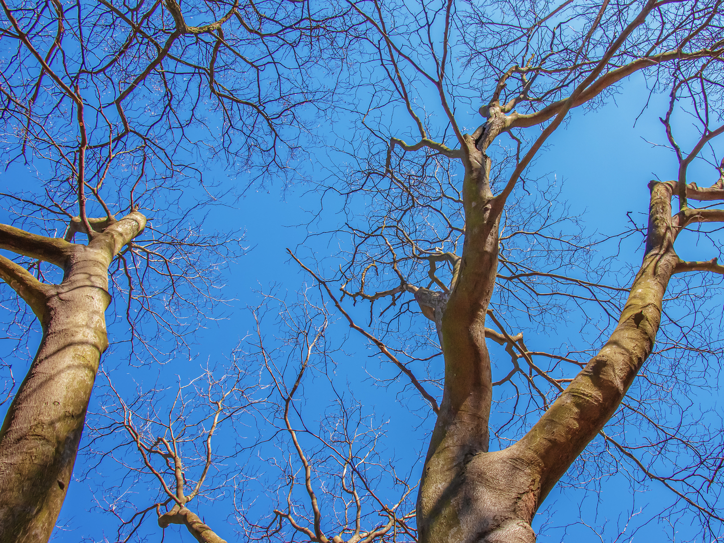 Kentucky Yellowwood Tree Seeds | American Yellowwood | (Cladrastis kentukea)
