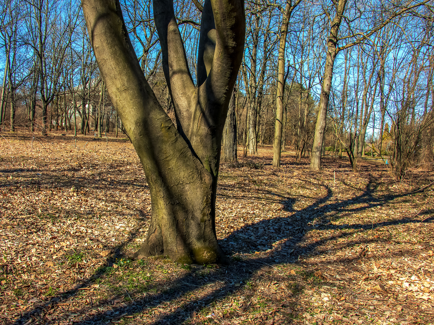 Kentucky Yellowwood Tree Seeds | American Yellowwood | (Cladrastis kentukea)