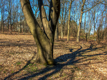 Kentucky Yellowwood Tree Seeds | American Yellowwood | (Cladrastis kentukea)