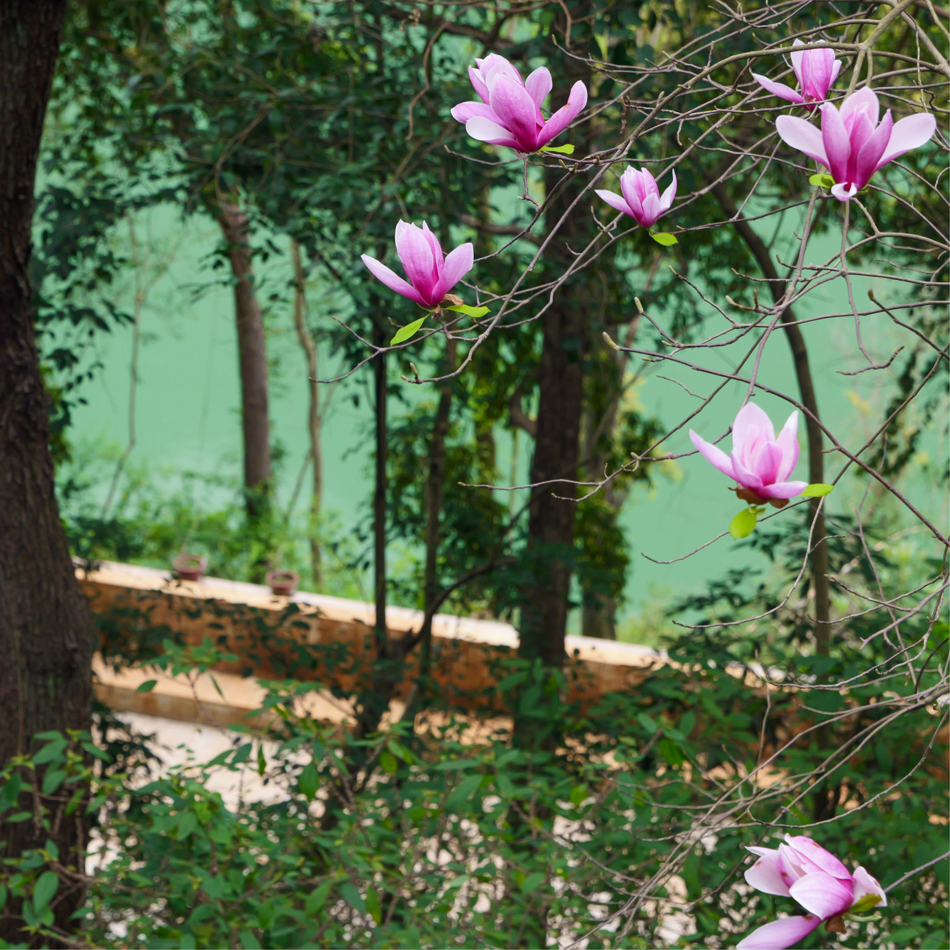 magnolia lily flower Lily Magnolia Tree Seeds (Magnolia liliiflora)
