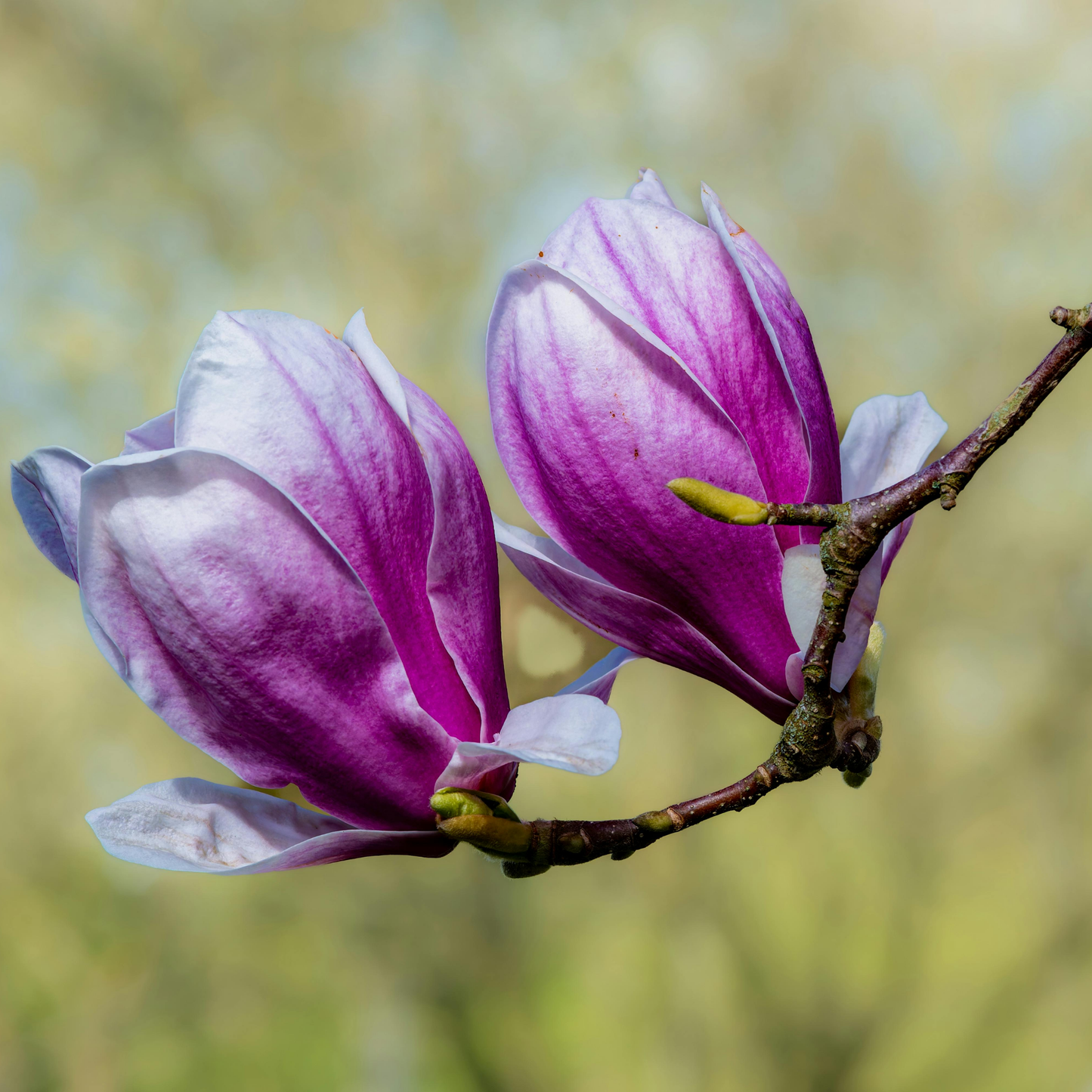 Lily Magnolia Tree Seeds (Magnolia liliiflora)