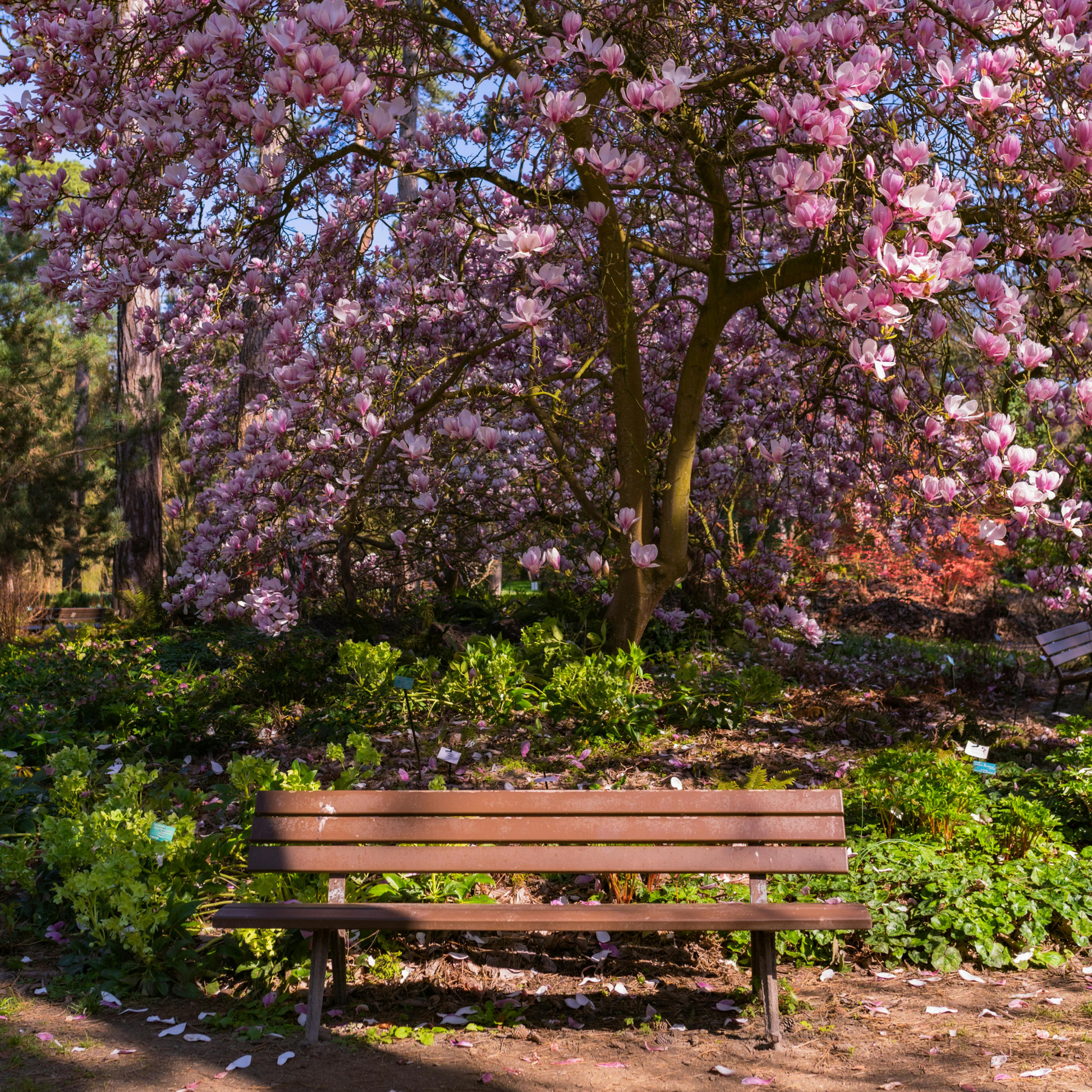 alexandra magnolia lily flower tree 5 LILY MAGNOLIA Flower TREE Pink & Purple Fragrant Tulip Magnol Liliiflora Seeds