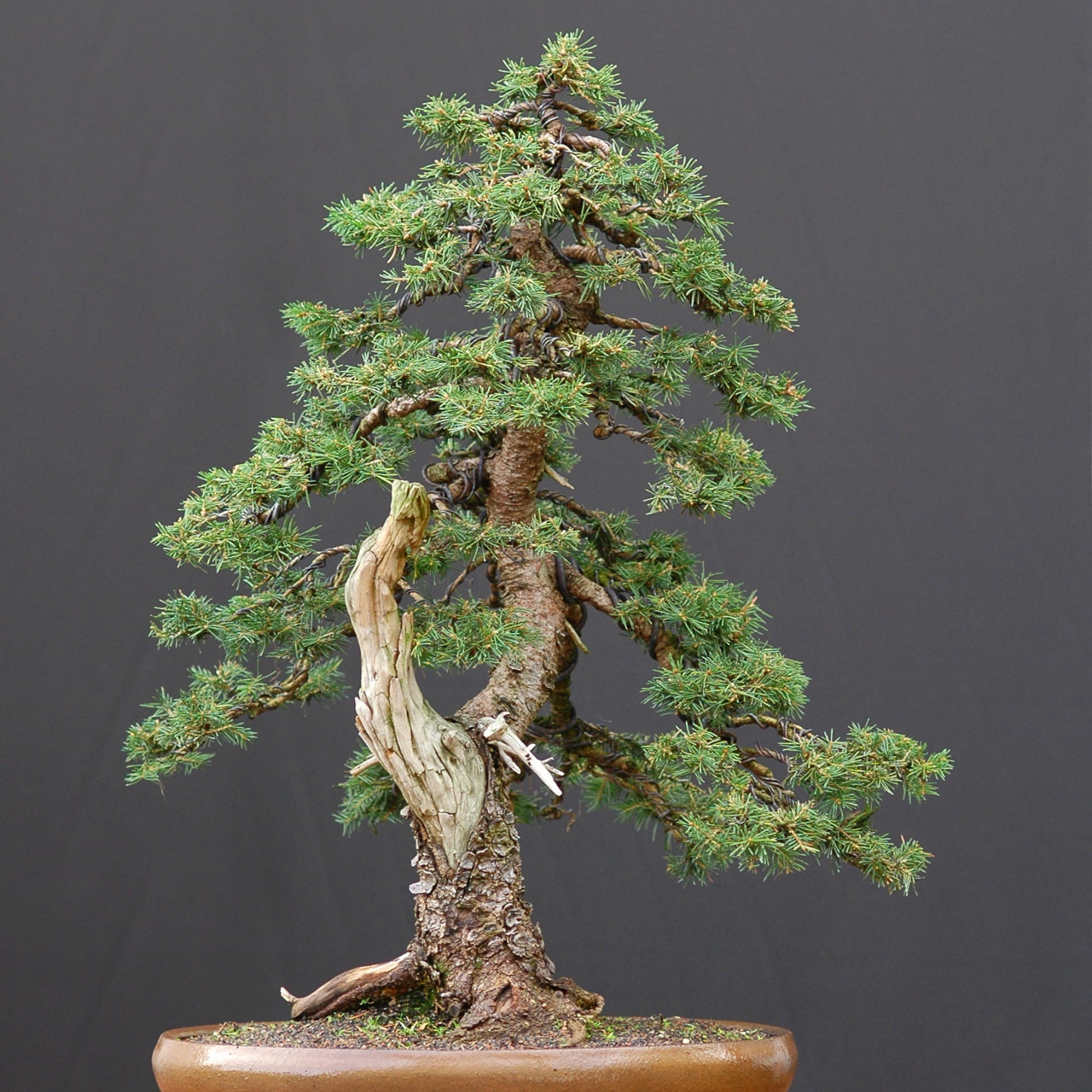 Norway Spruce bonsai tree (Picea abies) with trained branches and exposed deadwood, ideal for advanced bonsai styling and cold-hardy evergreen cultivation.