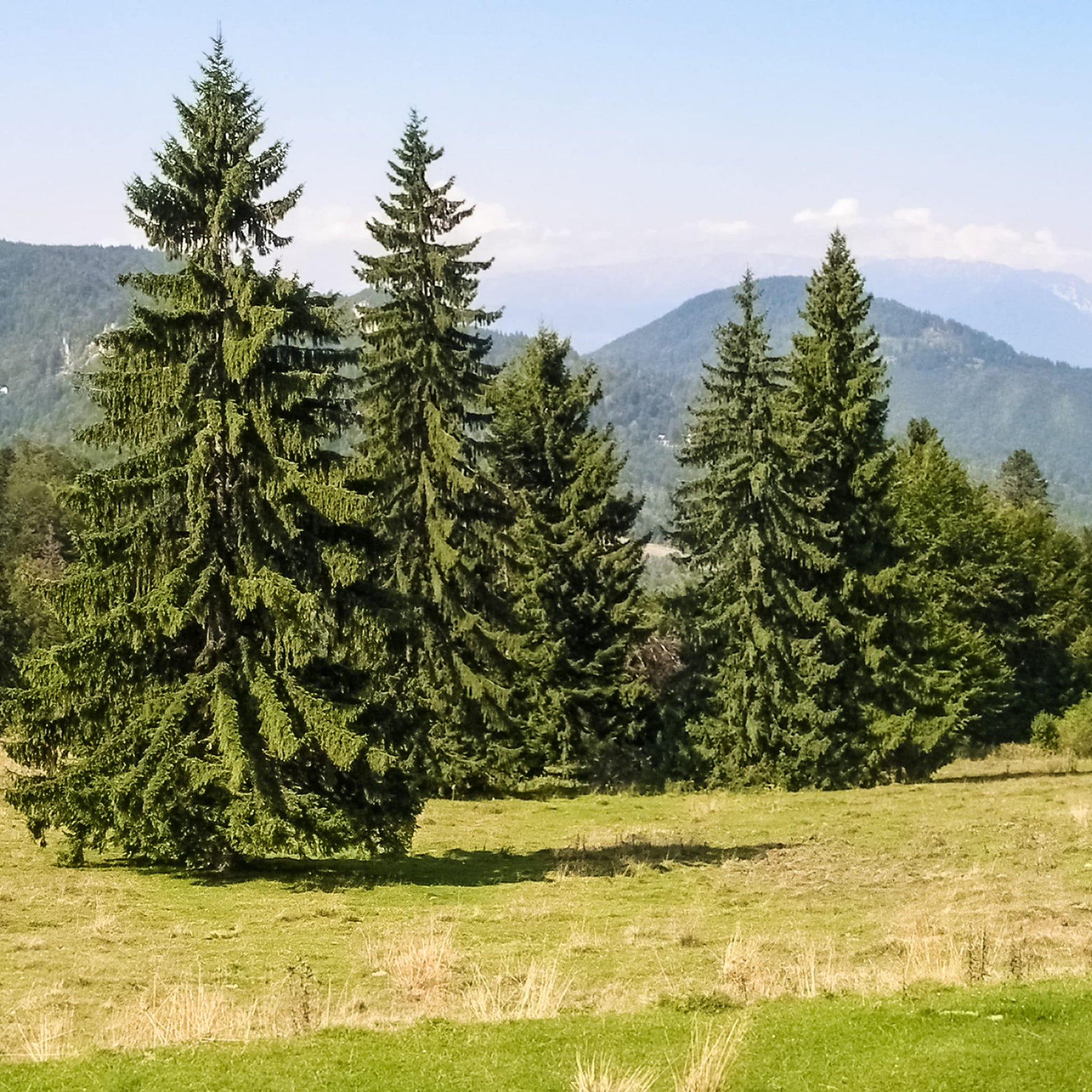 planting norway spruce seeds Norway Spruce Seeds for Planting