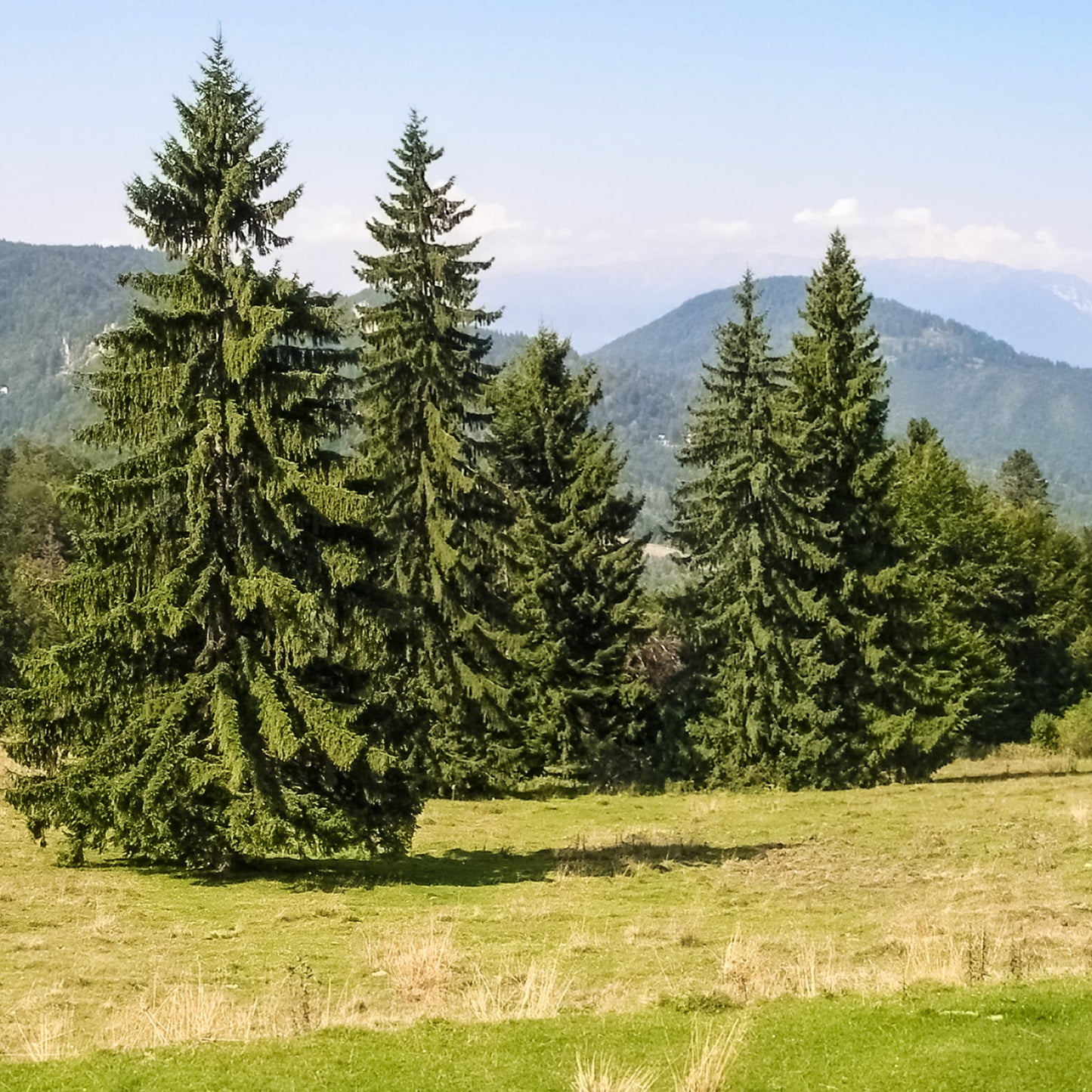 Mature Norway Spruce trees growing on a mountainside, ideal for cold-hardy windbreaks, privacy planting, and reforestation in USDA Zones 3 to 7