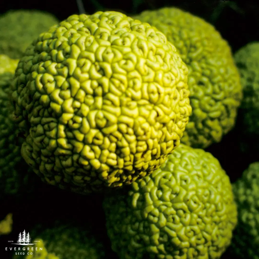 Osage Orange Tree Seeds (Maclura pomifera)