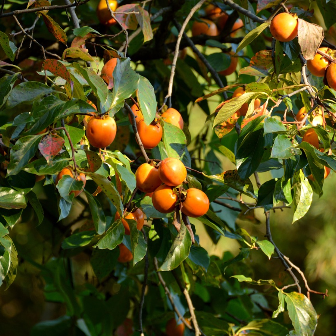 Persimmon Tree Seeds (Diospyros spp.)