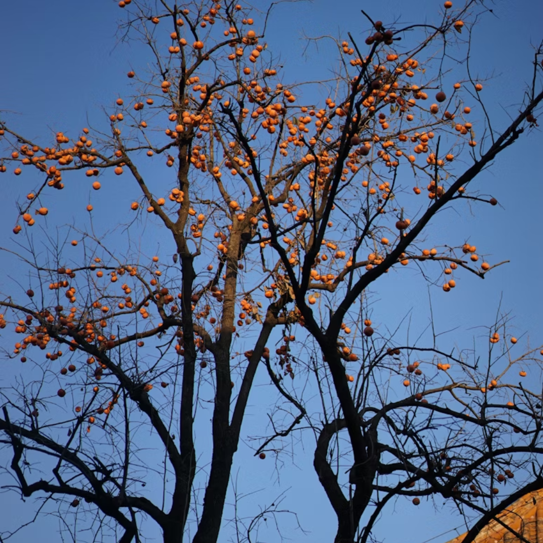 Persimmon Tree Seeds (Diospyros spp.)