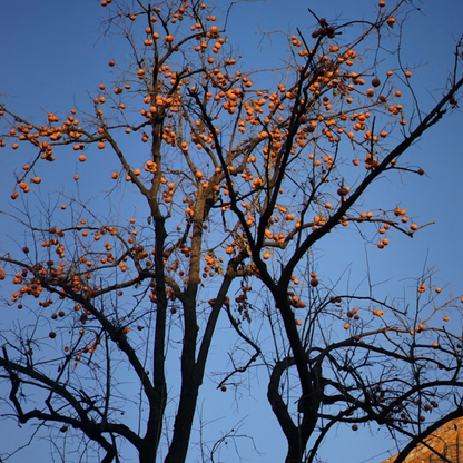 Persimmon Tree Seeds (Diospyros spp.)