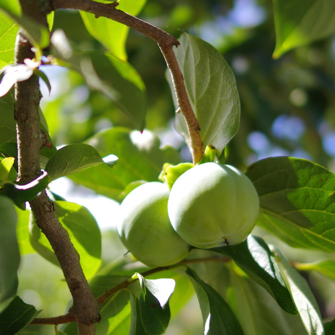 Persimmon Tree Seeds (Diospyros spp.)