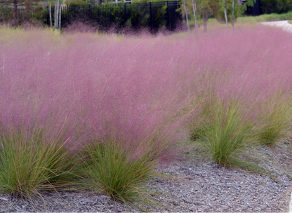 Pink Muhly Grass Seeds | Hairawn Muhly | (Muhlenbergia capillaris)