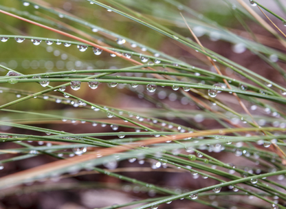 Pink Muhly Grass Seeds | Hairawn Muhly | (Muhlenbergia capillaris)