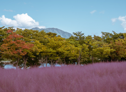 Pink Muhly Grass Seeds | Hairawn Muhly | (Muhlenbergia capillaris)