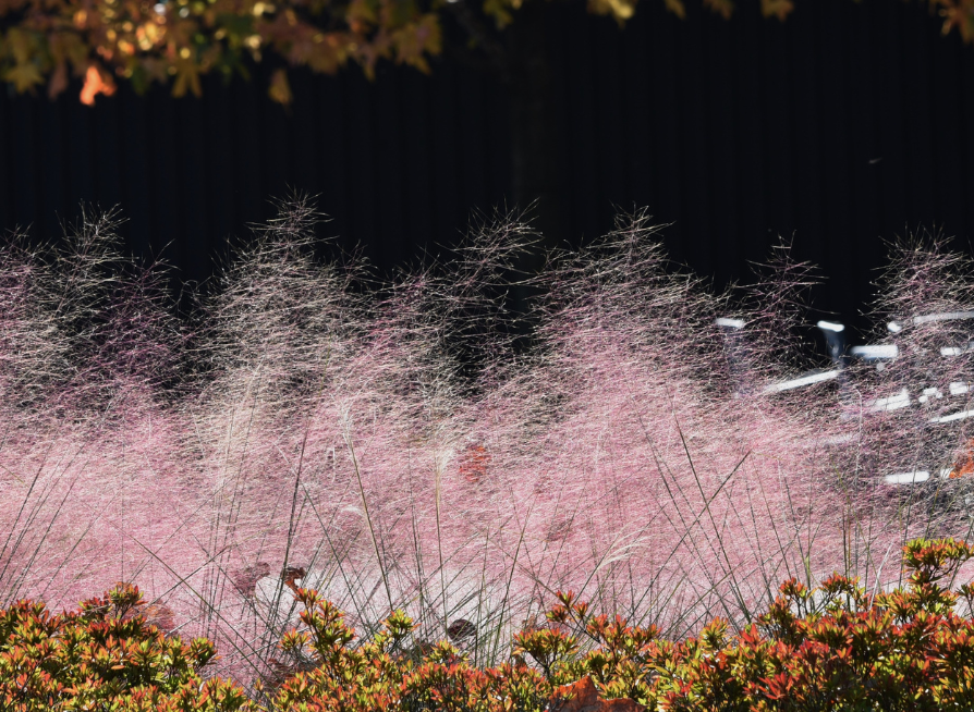 Pink Muhly Grass Seeds | Hairawn Muhly | (Muhlenbergia capillaris)