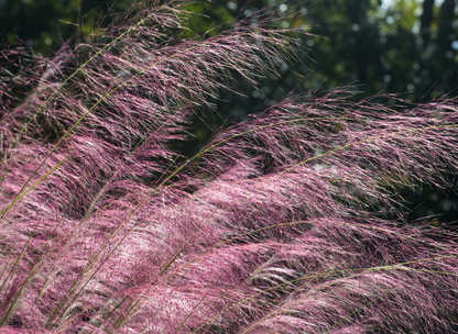 Pink Muhly Grass Seeds | Hairawn Muhly | (Muhlenbergia capillaris)