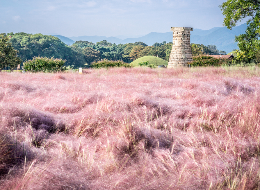 Pink Muhly Grass Seeds | Hairawn Muhly | (Muhlenbergia capillaris)
