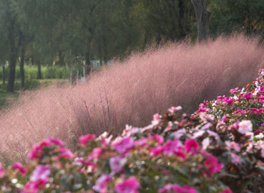 Pink Muhly Grass Seeds | Hairawn Muhly | (Muhlenbergia capillaris)