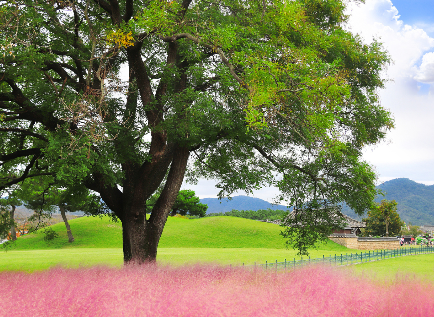 Pink Muhly Grass Seeds | Hairawn Muhly | (Muhlenbergia capillaris)