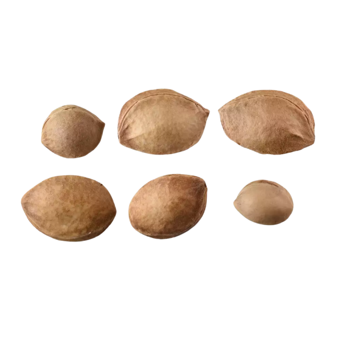 American Plum Tree Seeds – (Prunus americana)