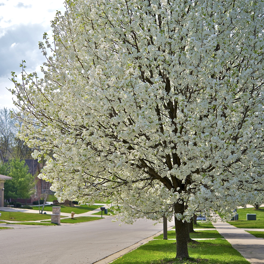 American Plum Tree Seeds – (Prunus americana)