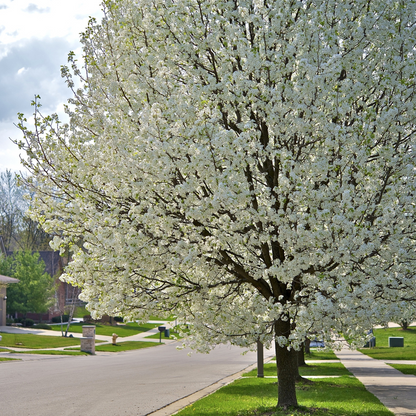American Plum Tree Seeds – (Prunus americana)