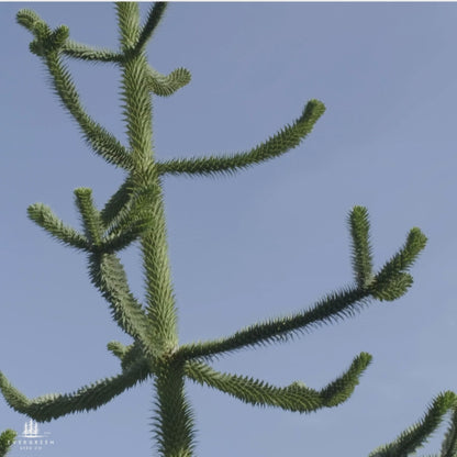 Monkey Puzzle Tree Seeds (Araucaria araucana)