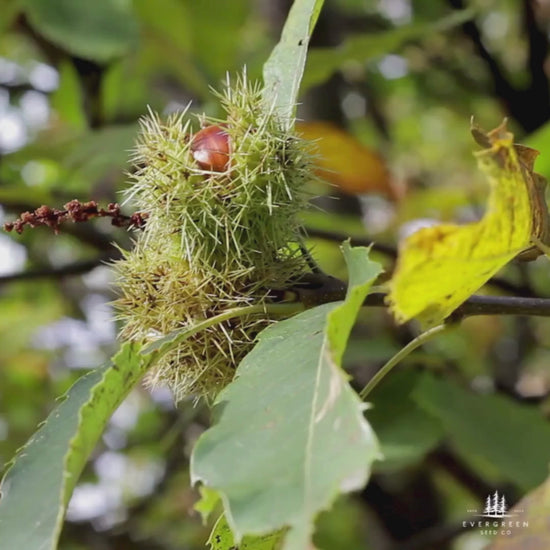 Video of a Japanese Chestnut Seed on the tree
