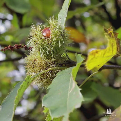 Video of a Japanese Chestnut Seed on the tree