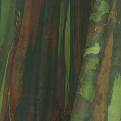 Rainbow Eucalyptus Tree Seeds (Eucalyptus deglupta)