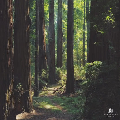 California Coastal Redwood Tree Seeds (Sequoia sempervirens)
