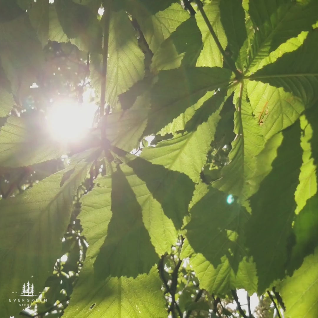 Bouche de Bétizac chestnut tree leaves with sunlight shining through canopy