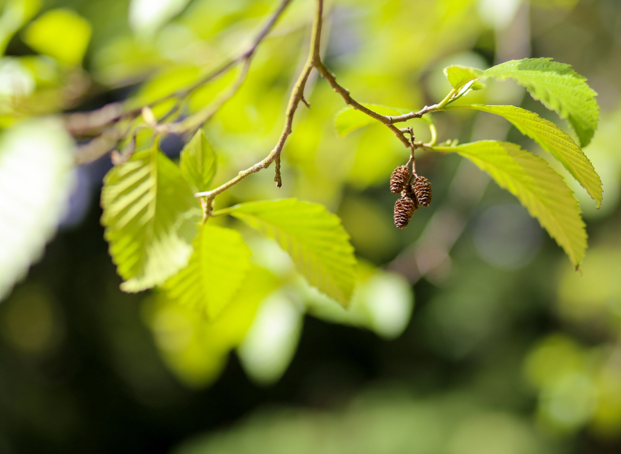 Red Alder Tree Seeds | Western Alder | (Alnus rubra)