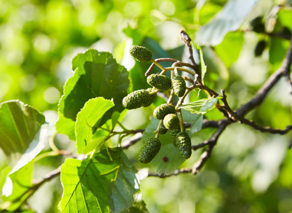 Red Alder Tree Seeds | Western Alder | (Alnus rubra)