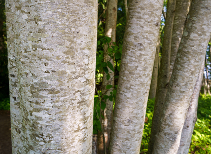 Red Alder Tree Seeds | Western Alder | (Alnus rubra)