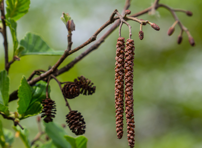 Red Alder Tree Seeds | Western Alder | (Alnus rubra)