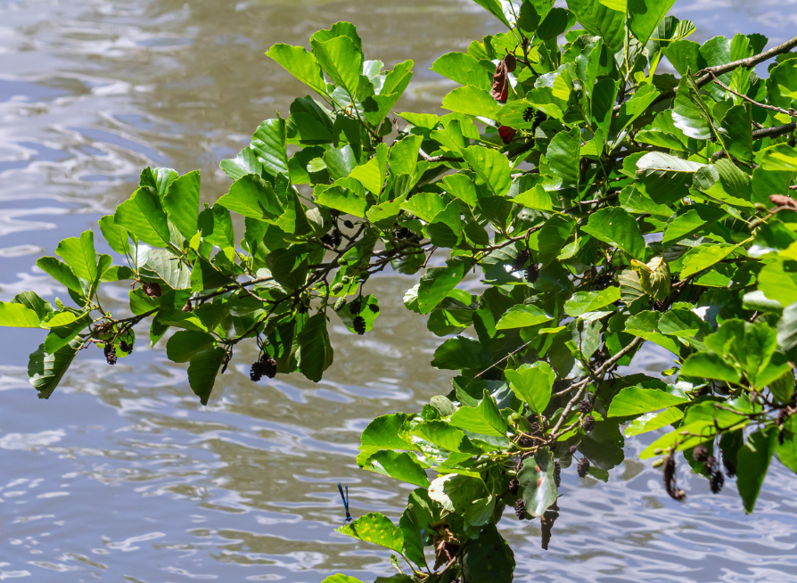 Red Alder Tree Seeds | Western Alder | (Alnus rubra)
