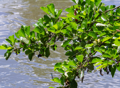 Red Alder Tree Seeds | Western Alder | (Alnus rubra)