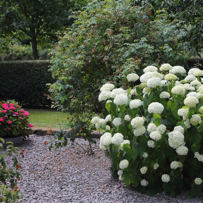 Smooth Hydrangea Tree Seeds | Wild Hydrangea | (Hydrangea arborescens)
