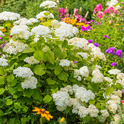 Smooth Hydrangea Tree Seeds | Wild Hydrangea | (Hydrangea arborescens)
