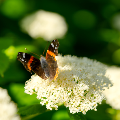 Smooth Hydrangea Tree Seeds | Wild Hydrangea | (Hydrangea arborescens)