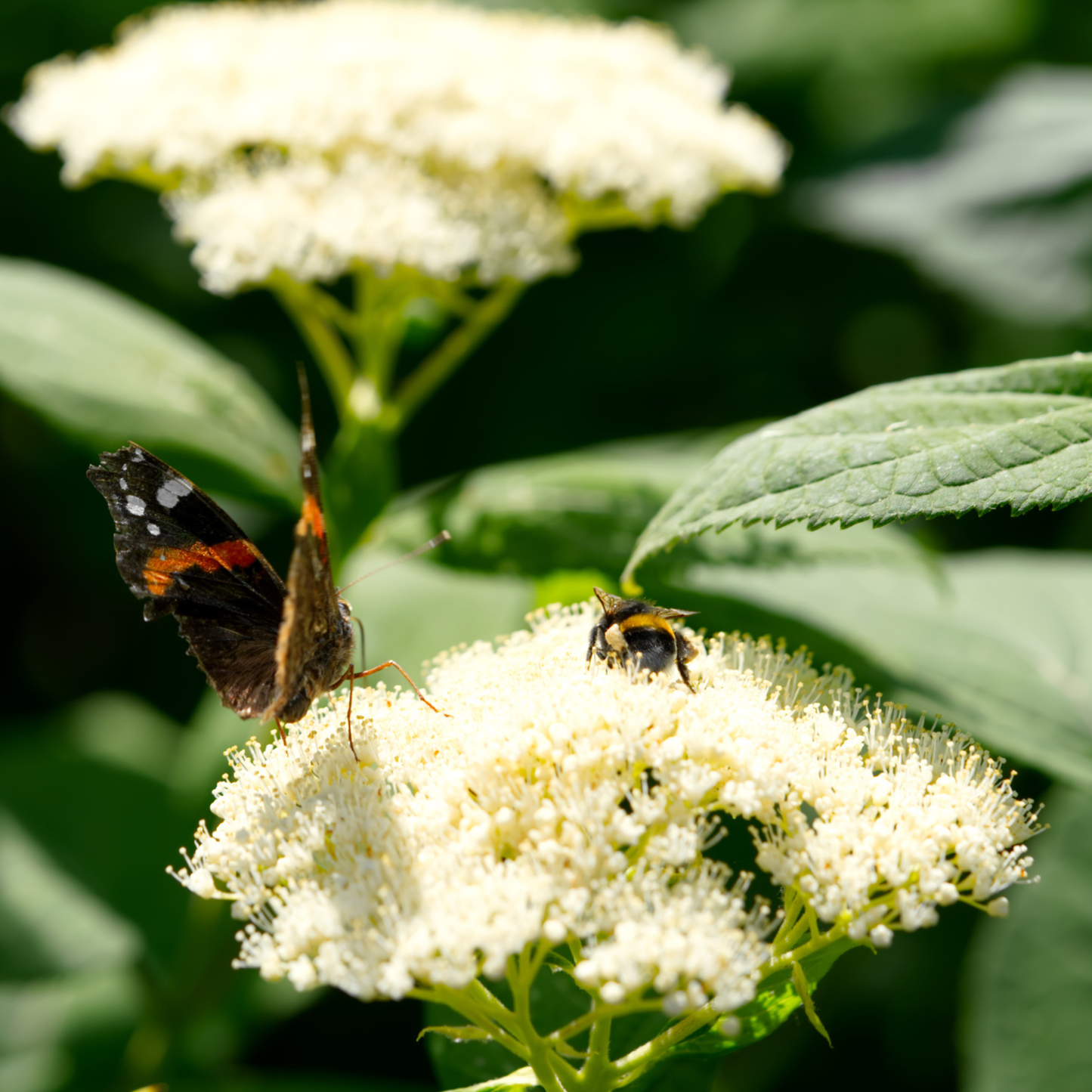 Smooth Hydrangea Tree Seeds | Wild Hydrangea | (Hydrangea arborescens)