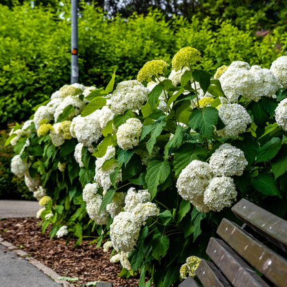 Smooth Hydrangea Tree Seeds | Wild Hydrangea | (Hydrangea arborescens)