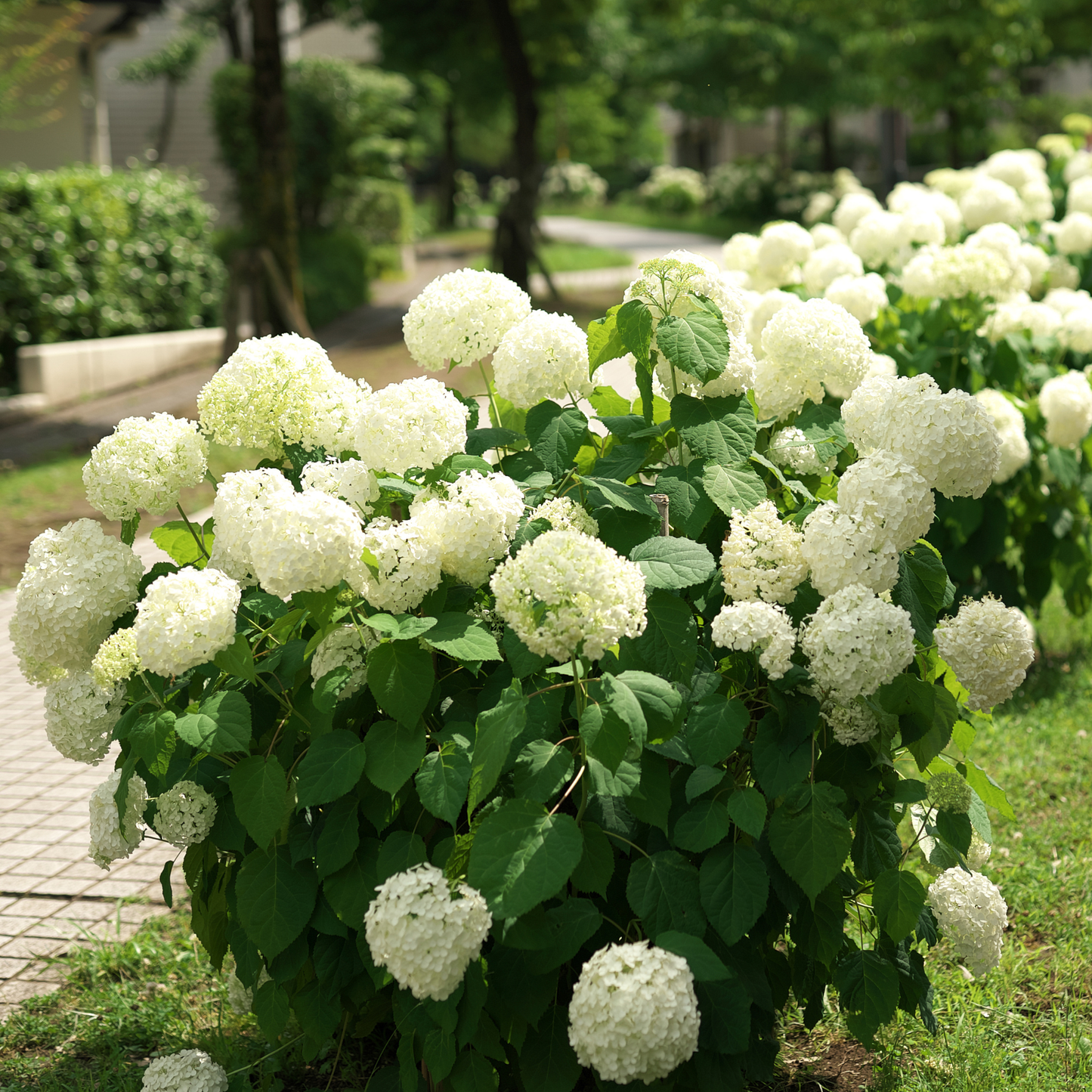 Smooth Hydrangea Tree Seeds | Wild Hydrangea | (Hydrangea arborescens)