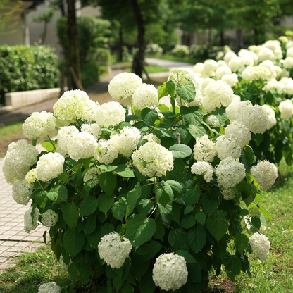 Smooth Hydrangea Tree Seeds | Wild Hydrangea | (Hydrangea arborescens)