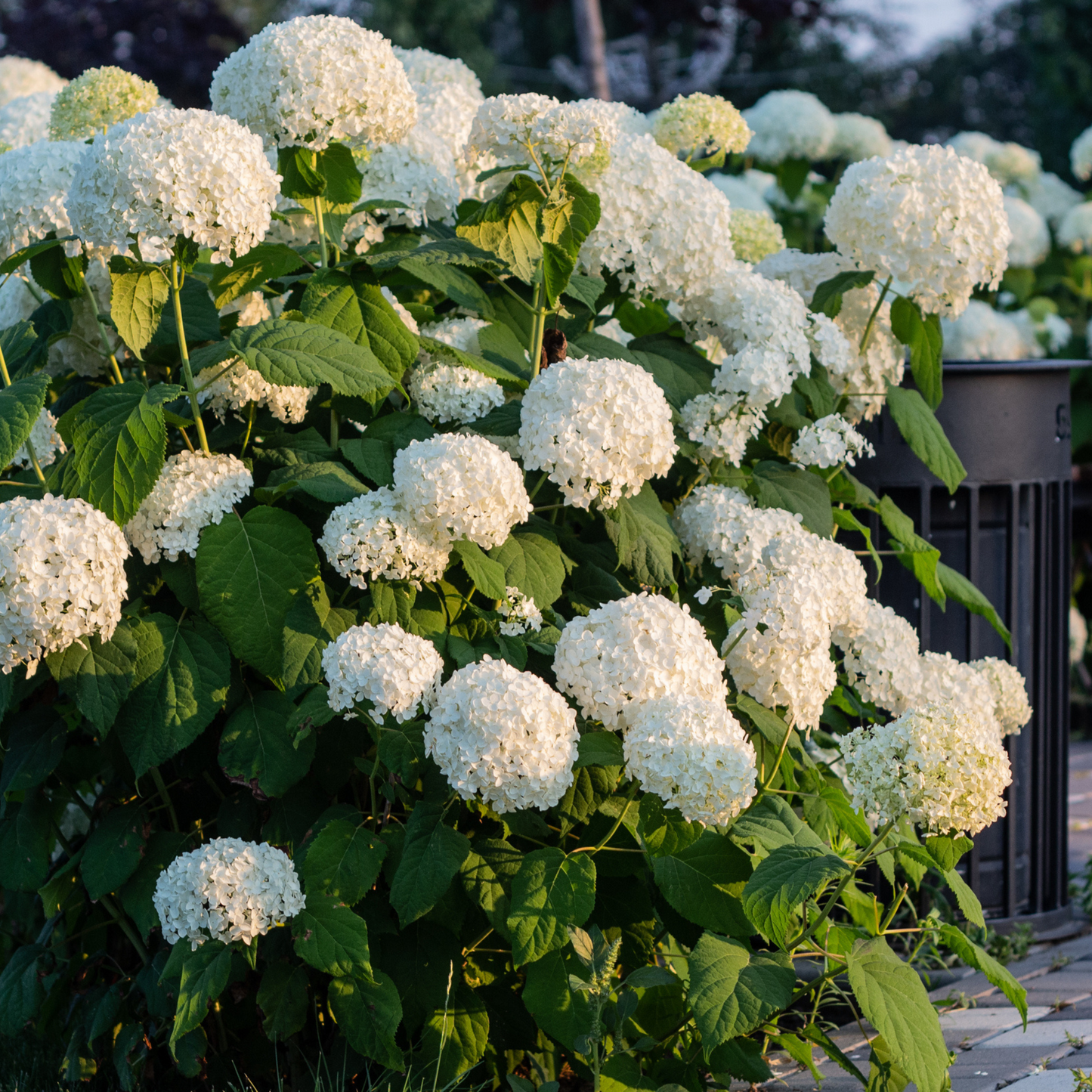 Smooth Hydrangea Tree Seeds | Wild Hydrangea | (Hydrangea arborescens)
