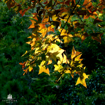 Sweet Gum Tree Seeds-(Liquidambar styraciflua)
