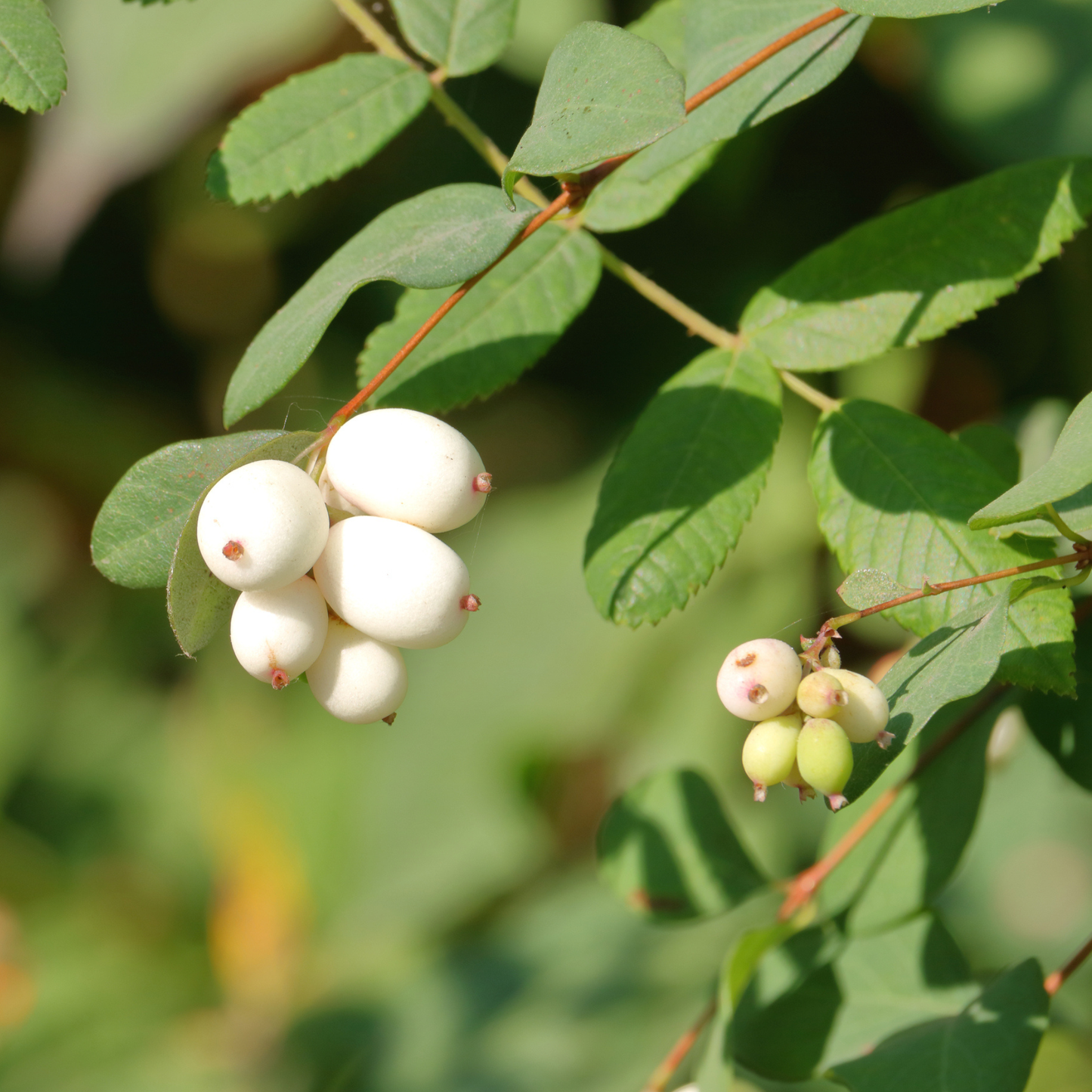 Western Snowberry Tree Seeds | Wolfberry | (Symphoricarpos occidentalis)