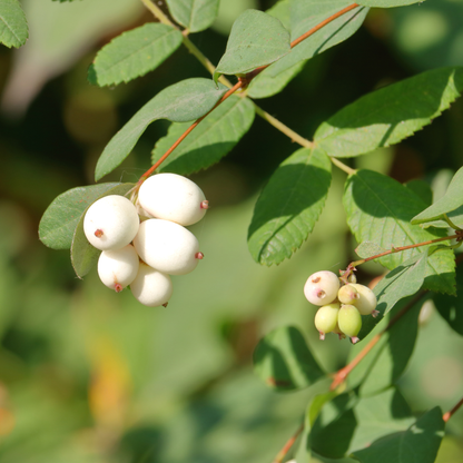 Western Snowberry Tree Seeds | Wolfberry | (Symphoricarpos occidentalis)